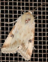 Heliothis