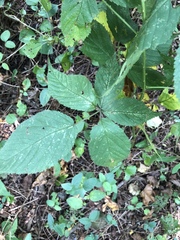 Rubus