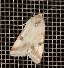 Heliothis