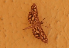 Nausinoe geometralis