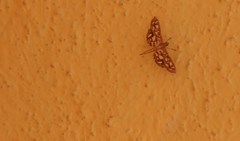 Nausinoe geometralis
