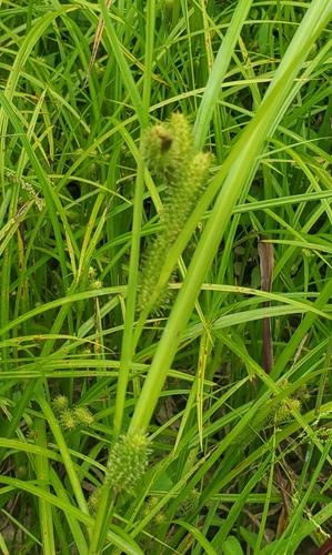 golden cattail sedge (Carex aureolensis)