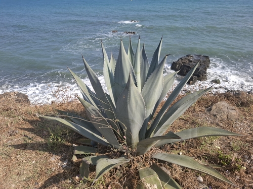 Avistamiento Pita (Agave americana)