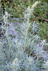 Lupinus padre-crowleyi