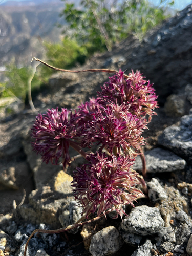 Abrams' Allium (Allium abramsii)