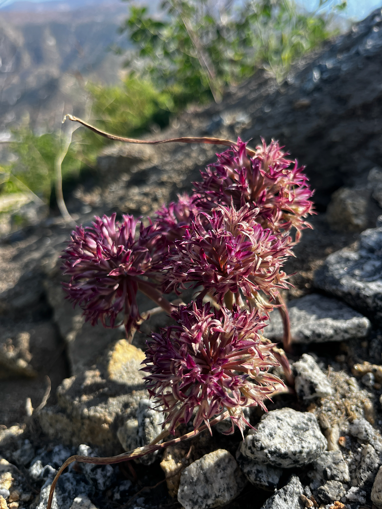 Abrams' Allium (Allium abramsii)