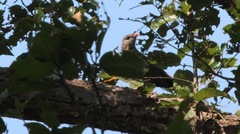 Taccocua leschenaultii