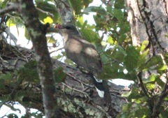 Taccocua leschenaultii