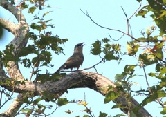 Taccocua leschenaultii