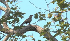 Taccocua leschenaultii