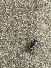 Cicindela latesignata