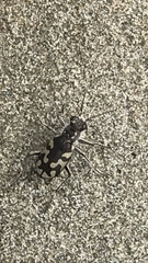 Cicindela latesignata