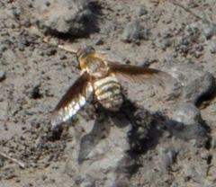 Exoprosopa brevirostris