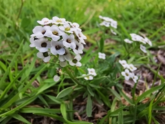 Lobularia maritima