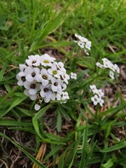 Lobularia maritima