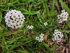 Lobularia maritima