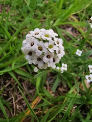 Lobularia maritima