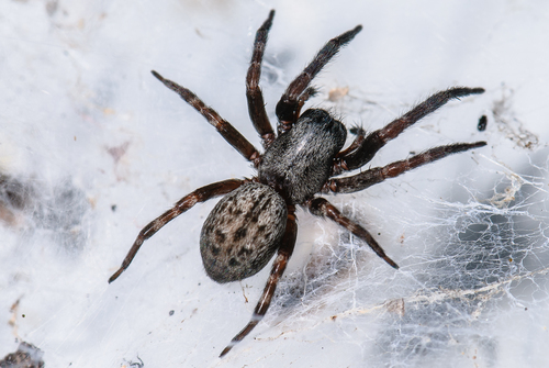 Grey House Spider