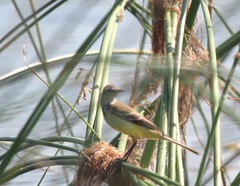 Motacilla citreola