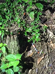 Micrurus lemniscatus helleri