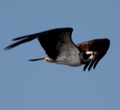 Pandion haliaetus
