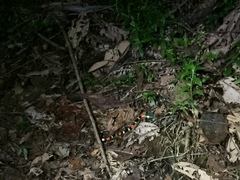 Micrurus lemniscatus helleri