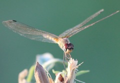 Trithemis pallidinervis