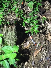 Micrurus lemniscatus helleri