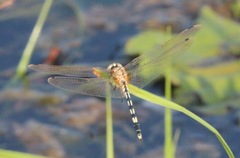 Trithemis pallidinervis