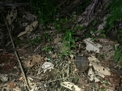 Micrurus lemniscatus helleri