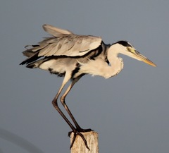 Ardea cinerea
