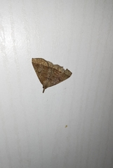 Pechipogo plumigeralis
