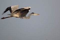 Ardea cinerea