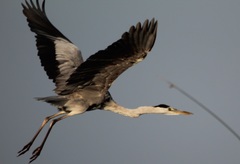 Ardea cinerea