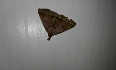 Pechipogo plumigeralis