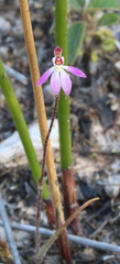 Caladenia bartlettii