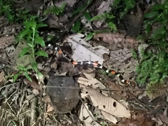 Micrurus lemniscatus helleri