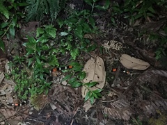 Micrurus lemniscatus helleri