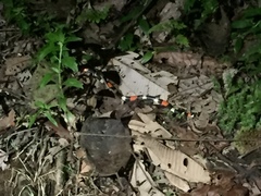 Micrurus lemniscatus helleri