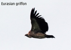 Gyps fulvus