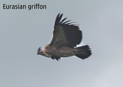 Gyps fulvus
