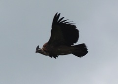 Gyps fulvus