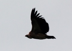 Gyps fulvus