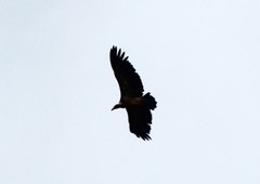 Gyps fulvus