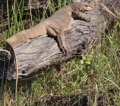 Varanus bengalensis