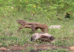 Varanus bengalensis