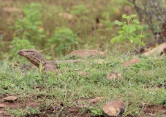 Varanus bengalensis