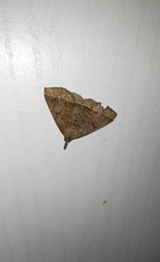 Pechipogo plumigeralis