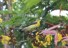 Cinnyris asiaticus