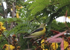 Cinnyris asiaticus